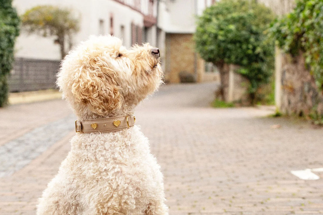 Lederhalsband Golden Herz