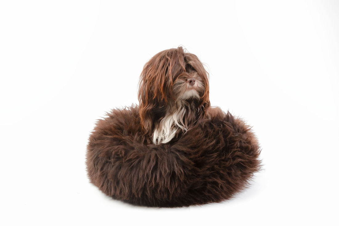 Hundedonut Schaffell