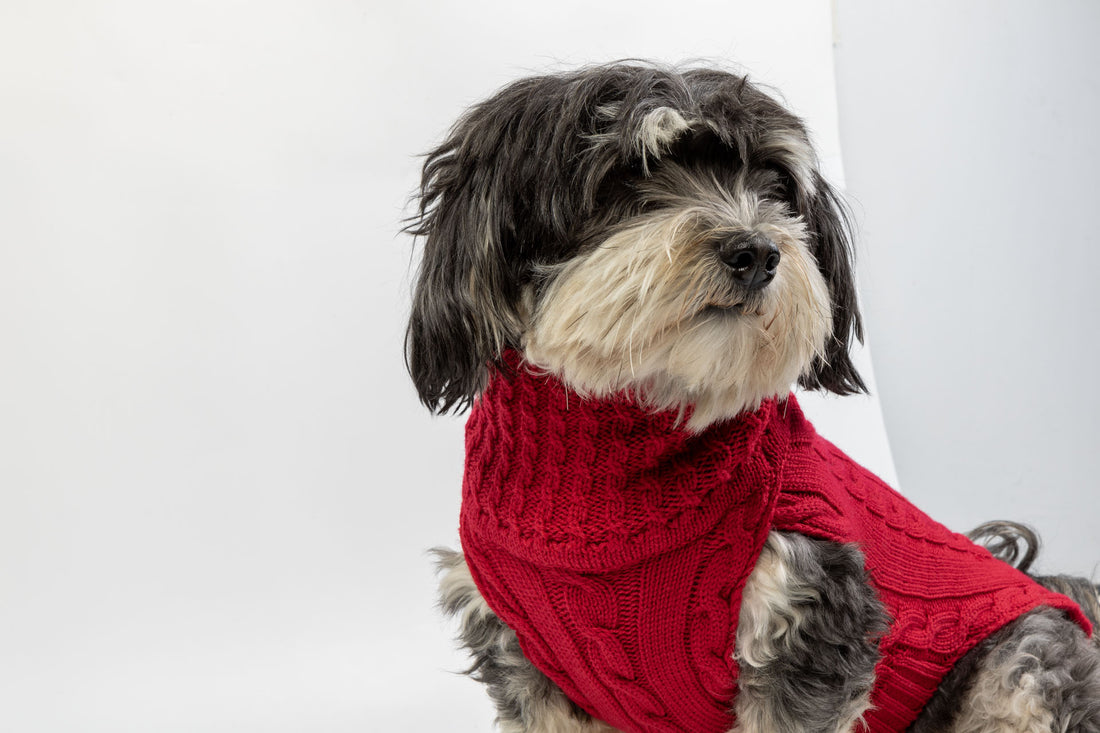 Hundepullover Merino Wolle