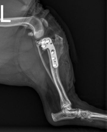 Rubys Kreuzbandriss — ein ehrlicher Erfahrungsbericht