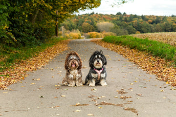 Herbst mit Havaneser: 10 Dinge, die dein Hund jetzt liebt – und 3, die er lieber meidet