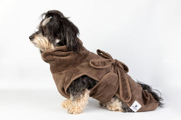 Die Pflegeroutine für Havaneser &amp; kleine langhaarige Hunde