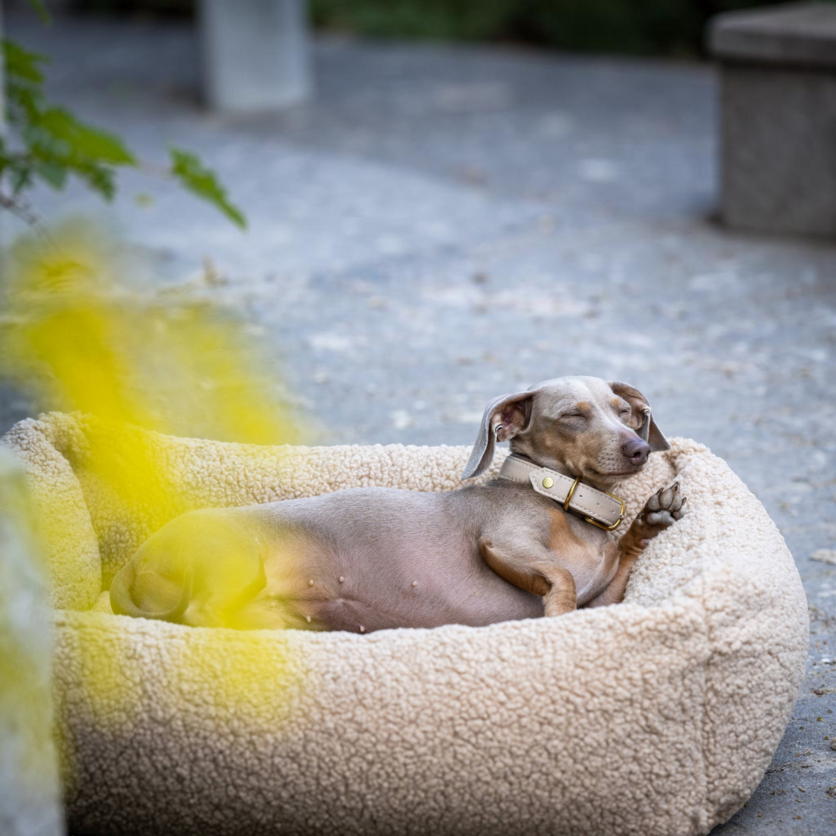 havaneser.shop Teddy Hundebett aus weichem beigem Bouclé-Stoff mit einem entspannten Hund in einem gemütlichen Körbchen