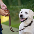 havaneser.shop Poo-Bag aus braunem Nappaleder mit Karabiner, gehalten an einer Hundeleine neben einem Labrador