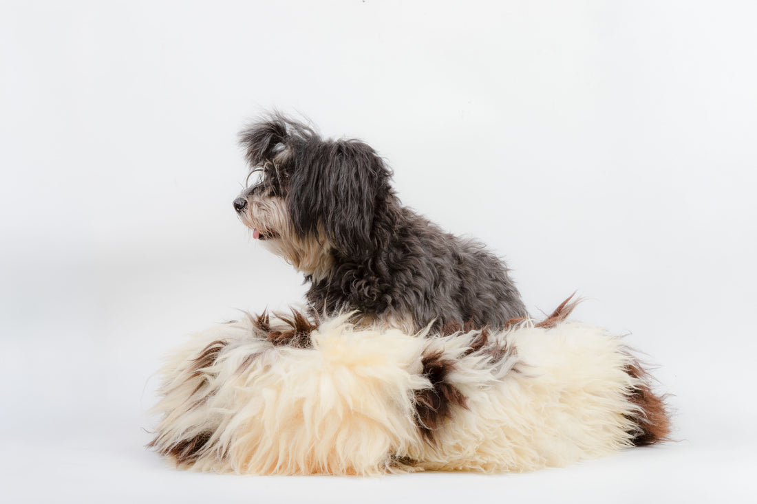 Hundedonut Schaffell