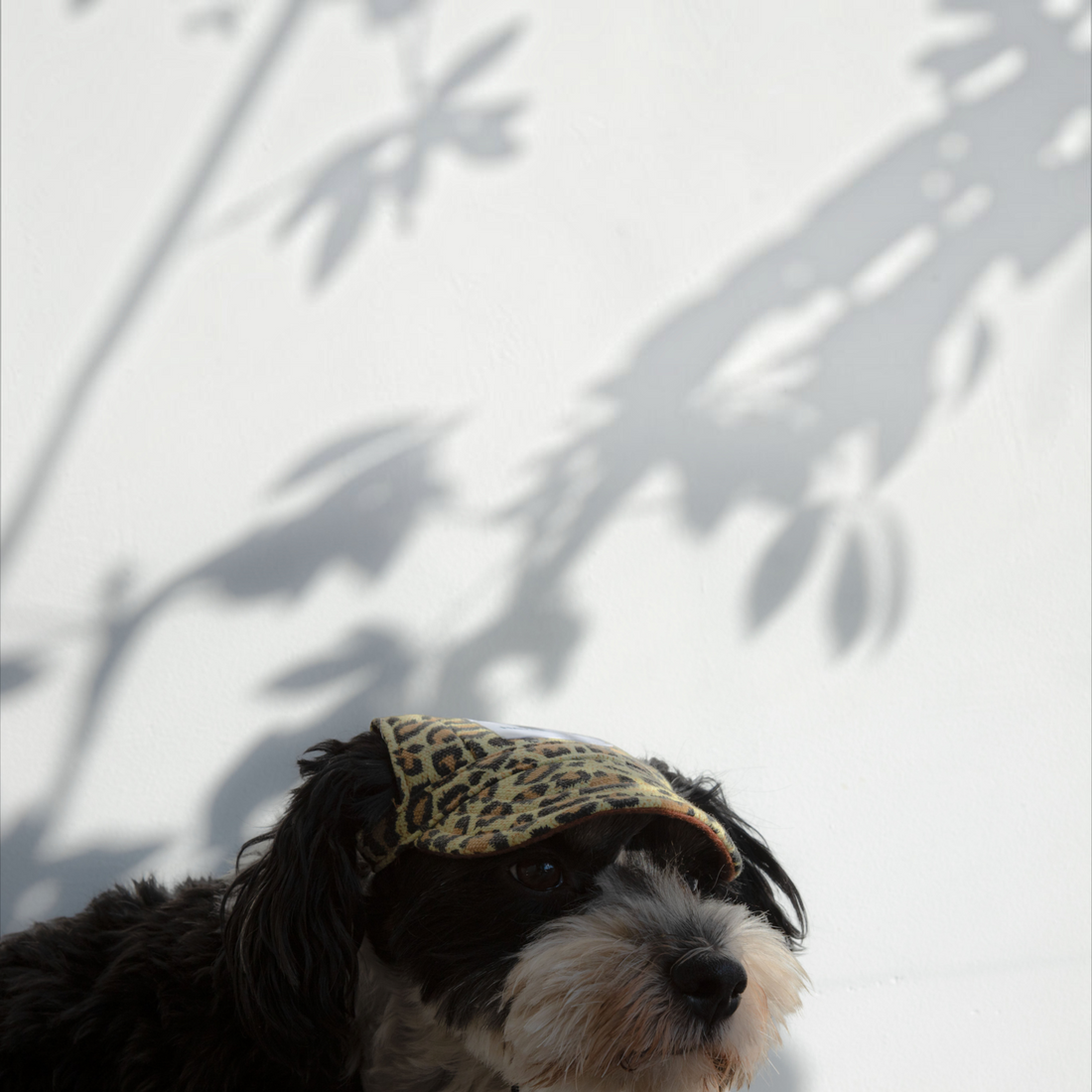 havaneser.shop Base Cappy mit Leopardenmuster für Hunde, inklusive Logo-Patch und praktischen Ohrlöchern