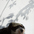 havaneser.shop Base Cappy mit Leopardenmuster auf einem Havaneser Hund vor einer weißen Wand mit Schattenwurf
