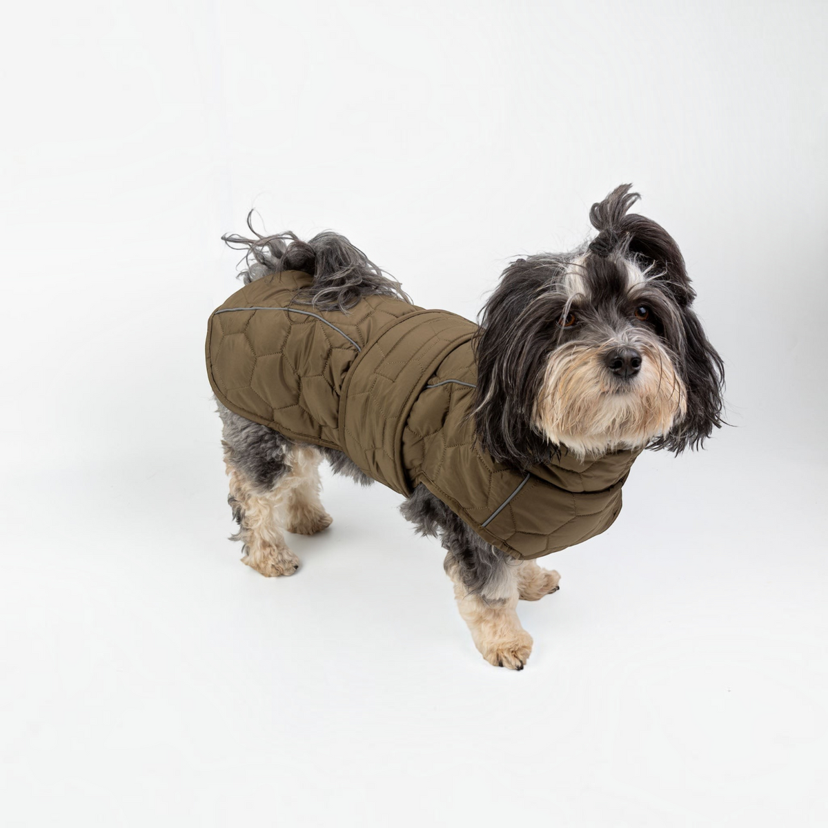havaneser.shop CozyWalk Hundejacke in Oliv mit Steppmuster, reflektierenden Streifen und wetterfestem Material