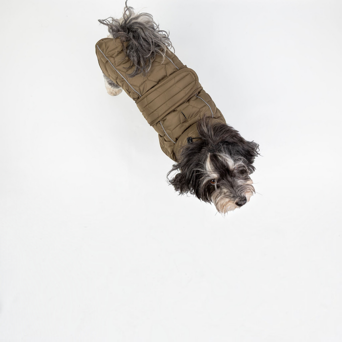 havaneser.shop CozyWalk Hundejacke in Oliv mit reflektierenden Streifen an einem Havaneser von oben fotografiert