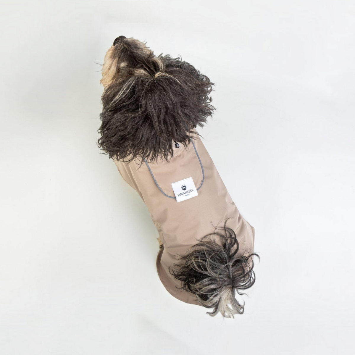havaneser.shop Fluff Dry Regenmantel in Beige auf einem Havaneser, wasserabweisend mit reflektierenden Details