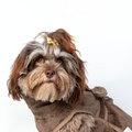 havaneser.shop Fluff Fresh Bademantel aus braunem Bambusfrottee an einem Havaneser Hund vor weißem Hintergrund