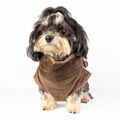 havaneser.shop Fluff Fresh Bademantel aus braunem Bambusfrottee an einem Havaneser Hund vor weißem Hintergrund