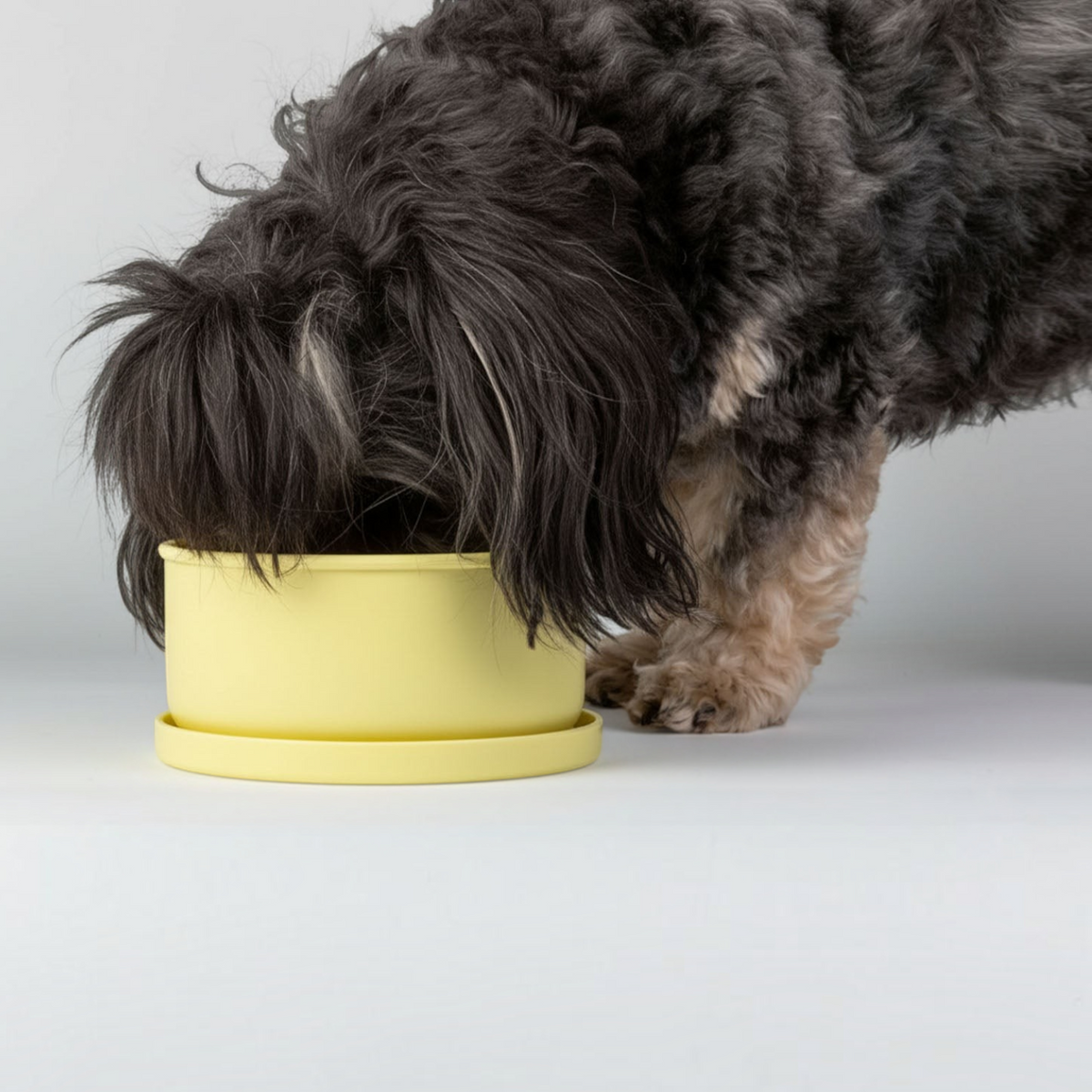 havaneser.shop On-the-Go Duo Set mit gelber FreshBite Snackbox, aus der ein Havaneser Hund frisst