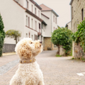 havaneser.shop Lederhalsband Golden Herz in Elfenbein mit goldenen Herz-Details an einem hellen Hund