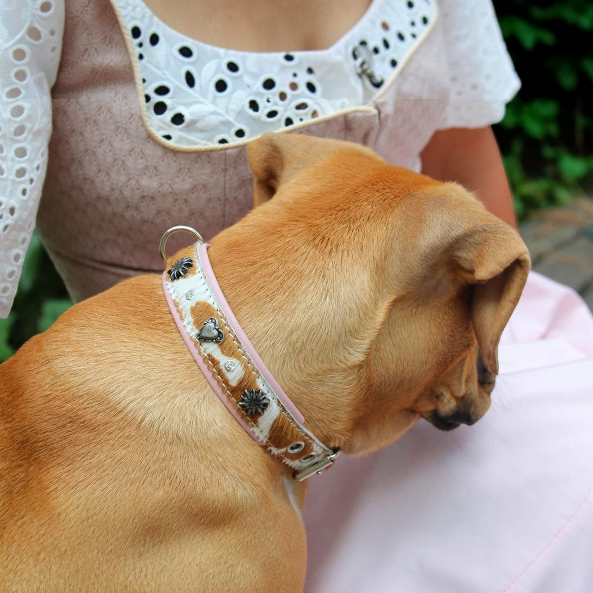 havaneser.shop Lederhalsband mit Kuhfell, rosa Nappaleder, Edelweiß- und Herz-Applikationen an einem Hund