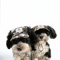Zwei Havaneser Hunde tragen eine havaneser.shop Base Cappy im Camouflage-Design mit praktischem Kinnband