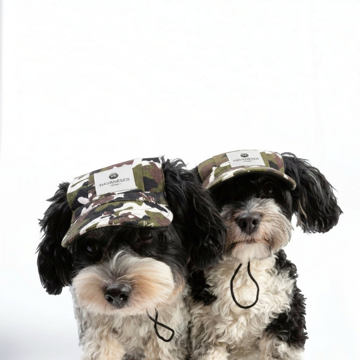 Zwei Havaneser Hunde tragen eine havaneser.shop Base Cappy im Camouflage-Design mit praktischem Kinnband