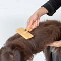havaneser.shop Fluff Fresh Bürste Big aus Bambus beim Bürsten des braunen Fells eines Havanesers