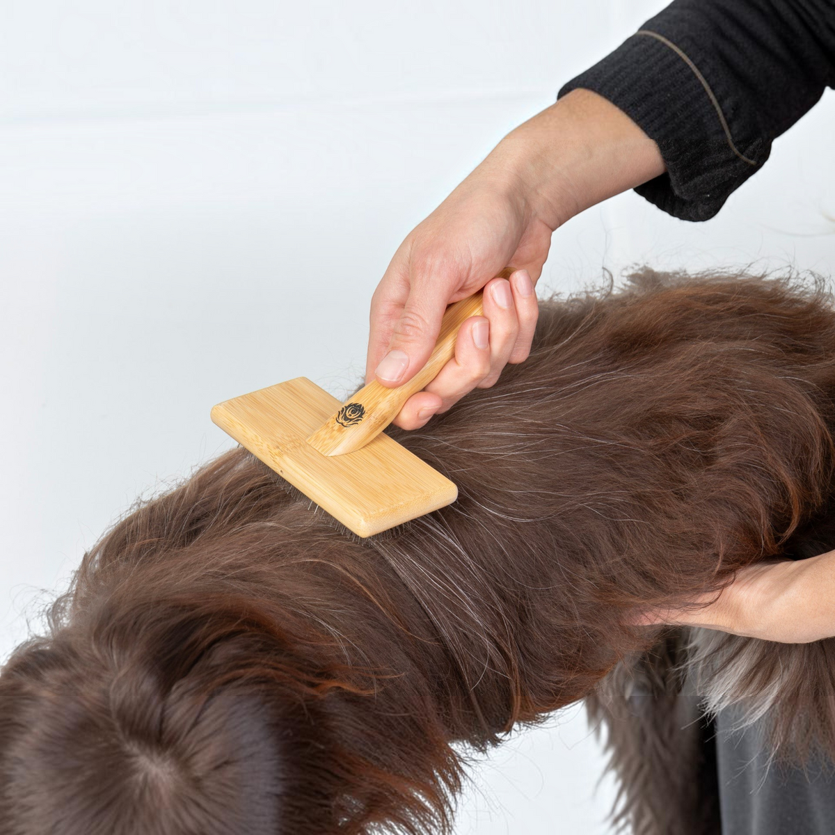 havaneser.shop Fluff Fresh Bürste Big aus Bambus beim Bürsten des braunen Fells eines Havanesers