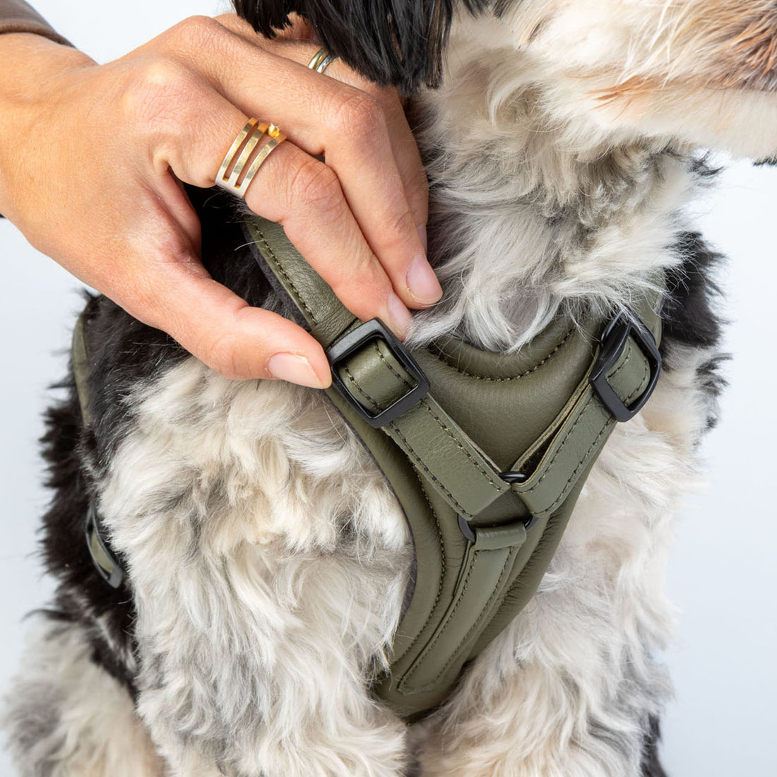 havaneser.shop verstellbares Y-Hundegeschirr aus olivgrünem Nappaleder mit weichem Brustpolster