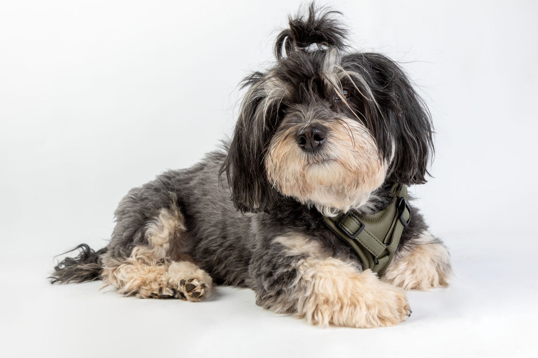Leder Hundegeschirr verstellbar