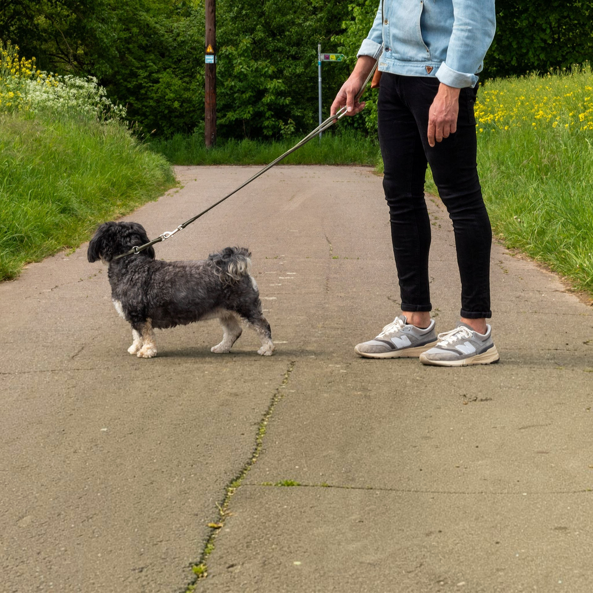 havaneser.shop rundgenähtes Lederhalsband in Grau an einem Havaneser Hund beim Spaziergang mit seinem Besitzer