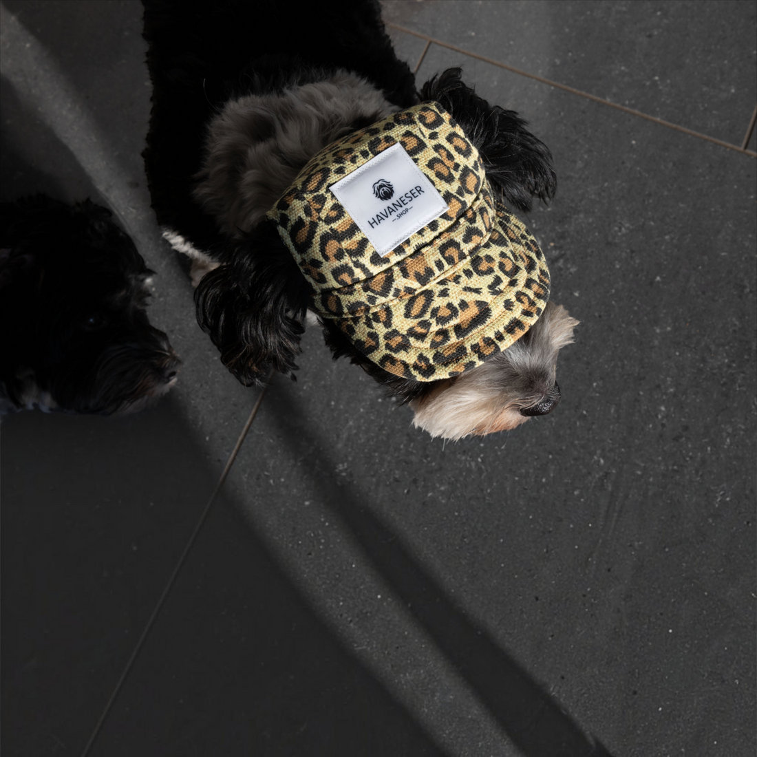 havaneser.shop Base Cappy mit Leopardenmuster für Hunde, inklusive Logo-Patch und praktischen Ohrlöchern