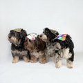 Vier Havaneser Hunde tragen havaneser.shop Base Cappy Hundekappen in verschiedenen Mustern wie Leo und Blumen