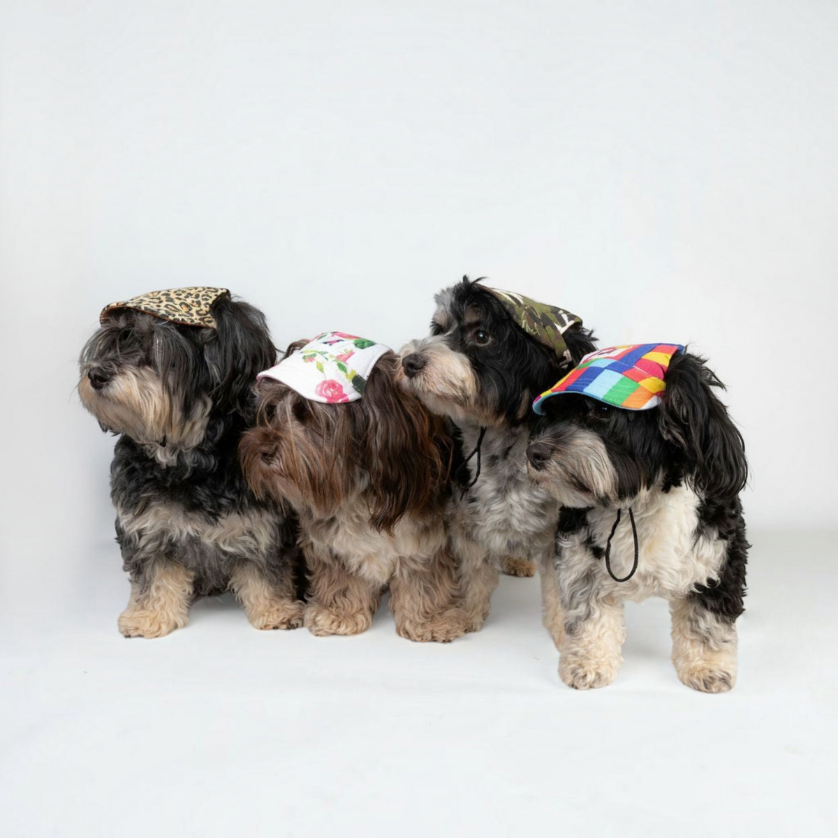 Vier Havaneser Hunde tragen havaneser.shop Base Cappy Hundekappen in verschiedenen Mustern wie Leo und Blumen