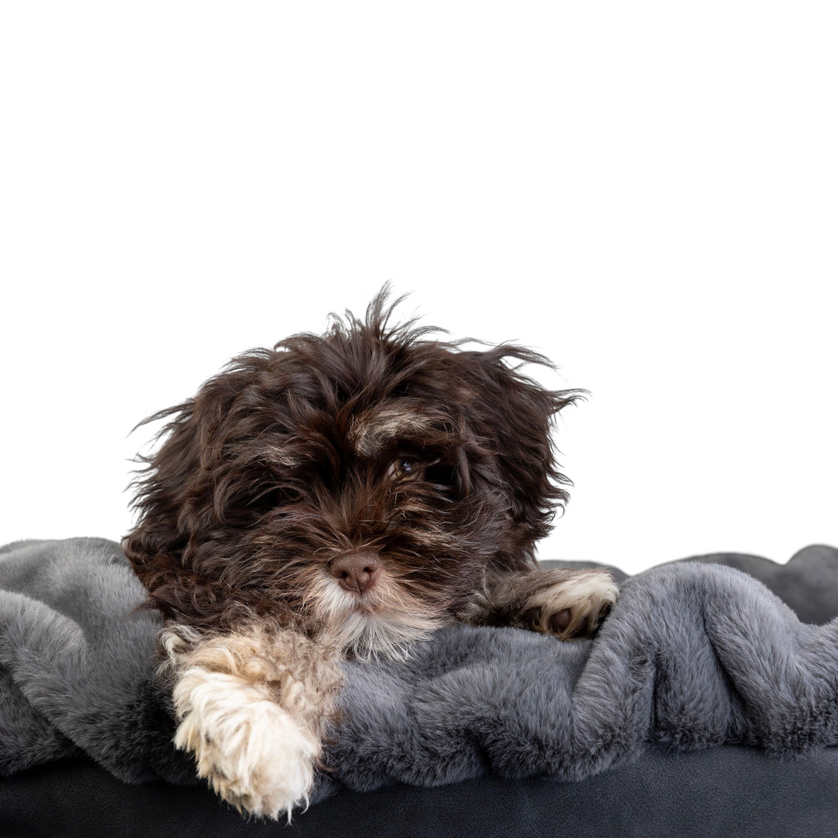 havaneser.shop Buddelbox Hundebett mit flauschigem grauem Webpelz und einem braunen Havaneser Welpen