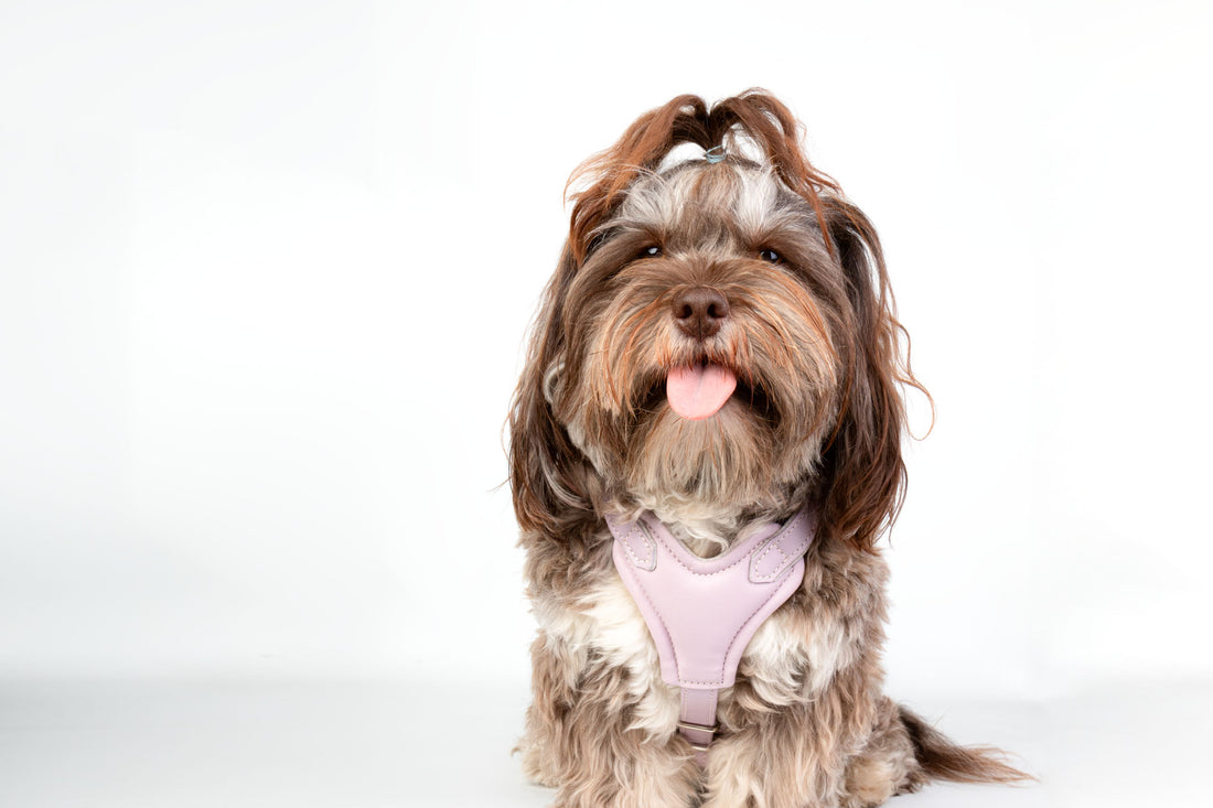 Hundegeschirr Leder