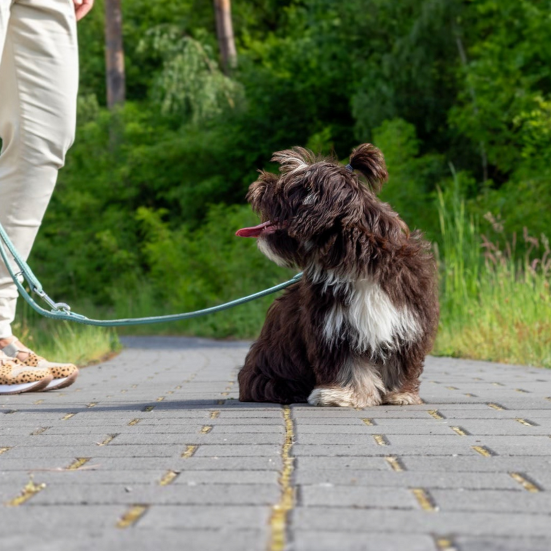 havaneser.shop rundgenähte braune Nappalederleine mit silbernen Karabinern für Hunde