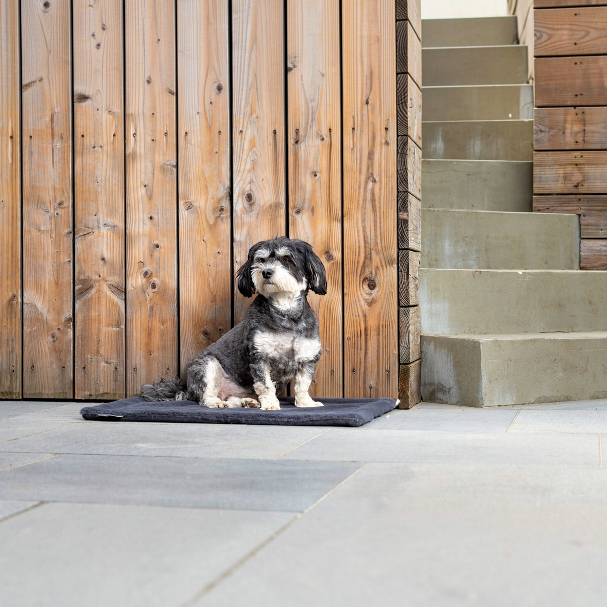 havaneser.shop Hundedecke aus weichem Webpelz in Grau, auf der ein kleiner schwarz-weißer Hund im Freien sitzt.