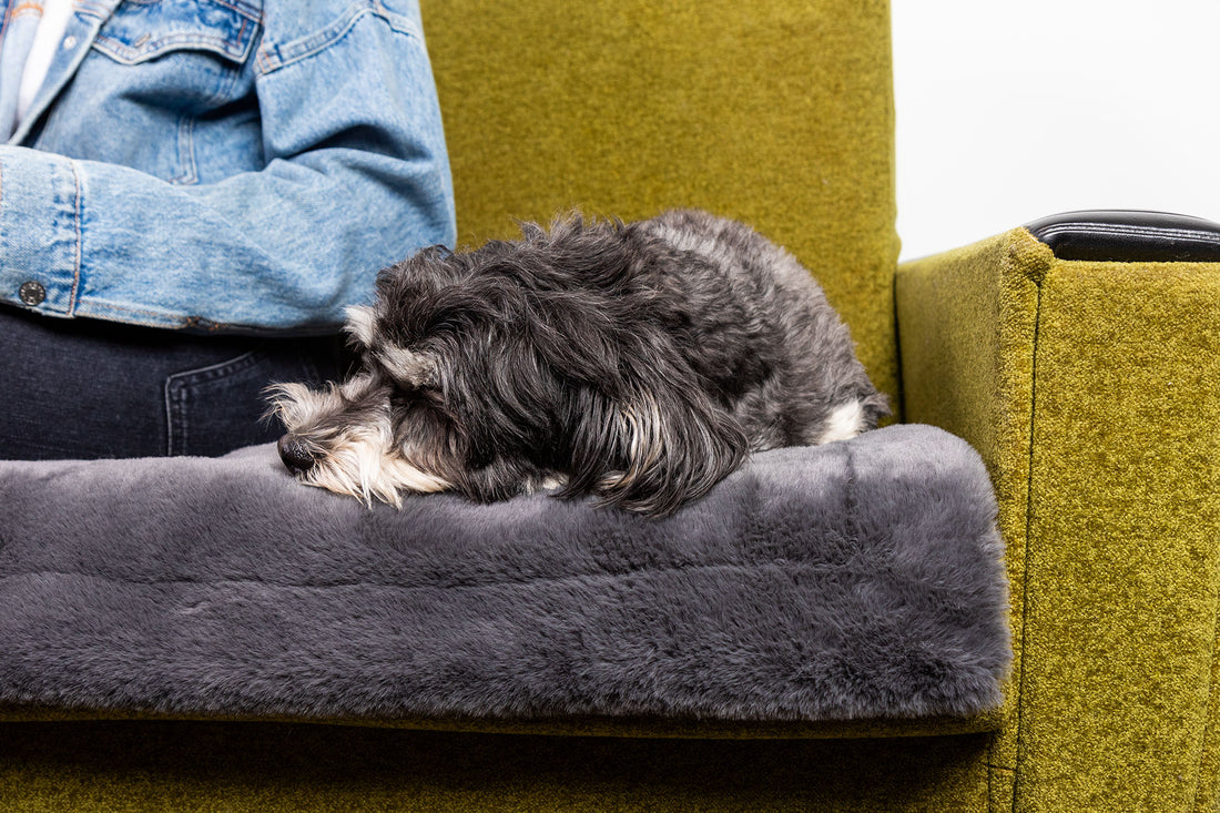 Hundedecke Webpelz