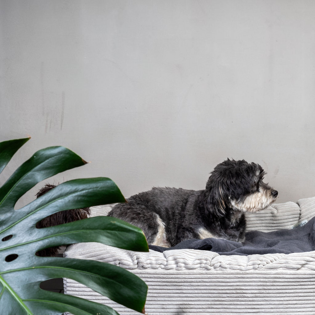 havaneser.shop Buddelbox Cord Hundebett in Beige mit weicher, strukturierter Oberfläche für nestbauende Hunde