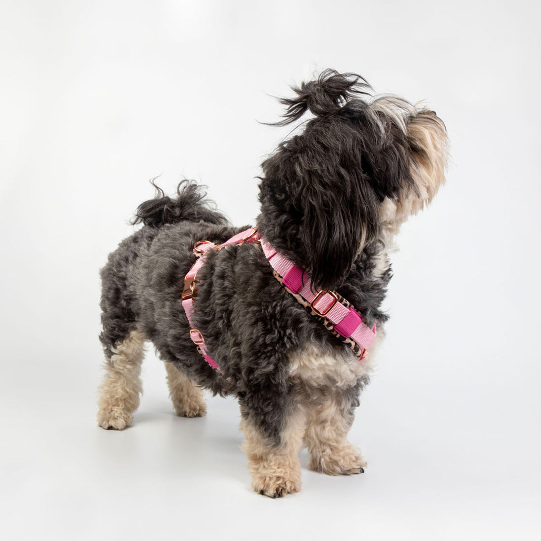 havaneser.shop Softshell Y-Geschirr für Hunde mit Leopardenmuster, anatomischem Schnitt und goldenen Metallringen