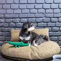 havaneser.shop Design Loungekissen in Beige mit einem Havaneser Hund und grünem Krokodil-Spielzeug vor Ziegelwand