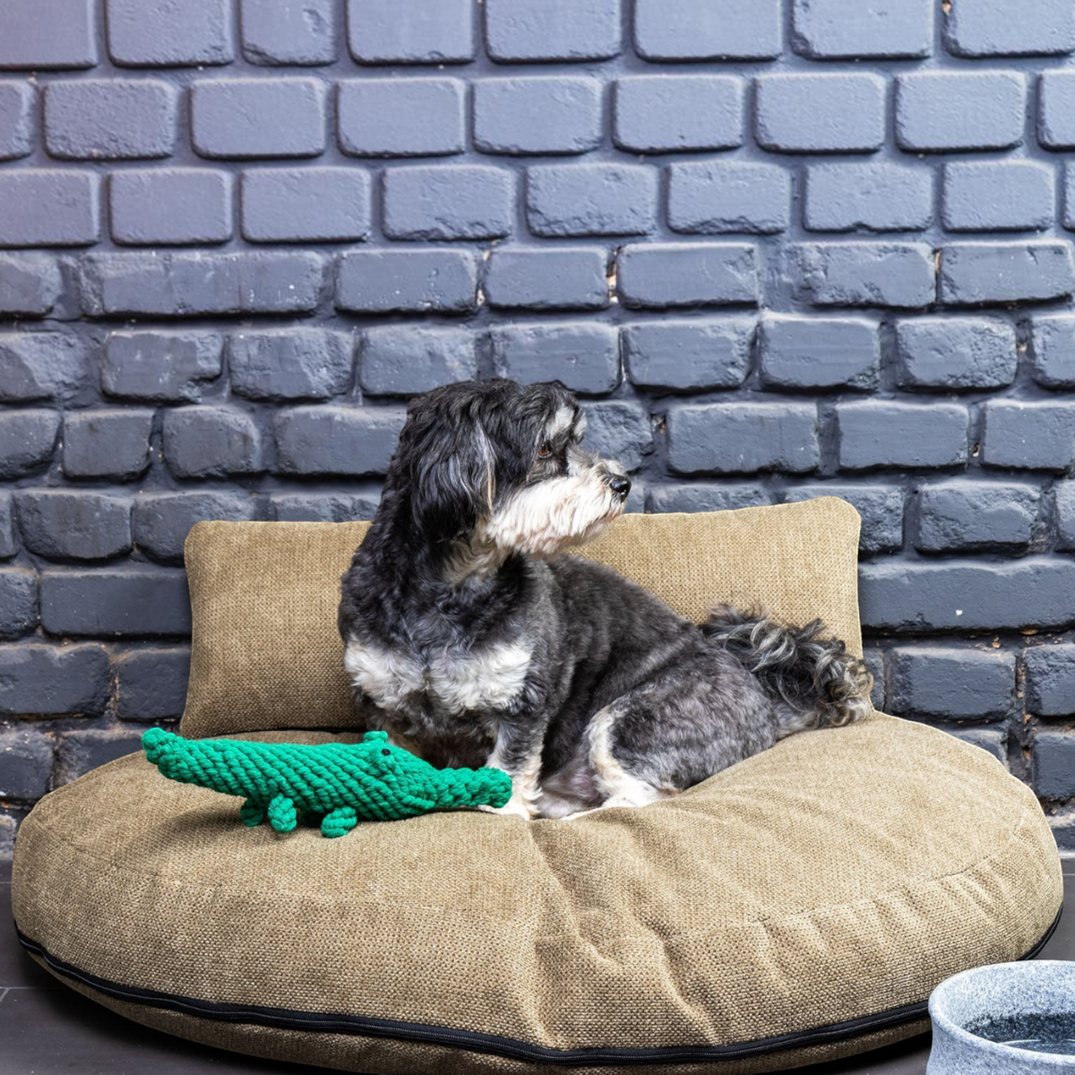havaneser.shop Design Loungekissen in Beige mit einem Havaneser Hund und grünem Krokodil-Spielzeug vor Ziegelwand