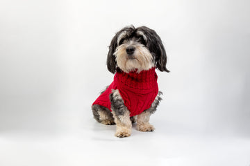 Hundepullover Merino Wolle
