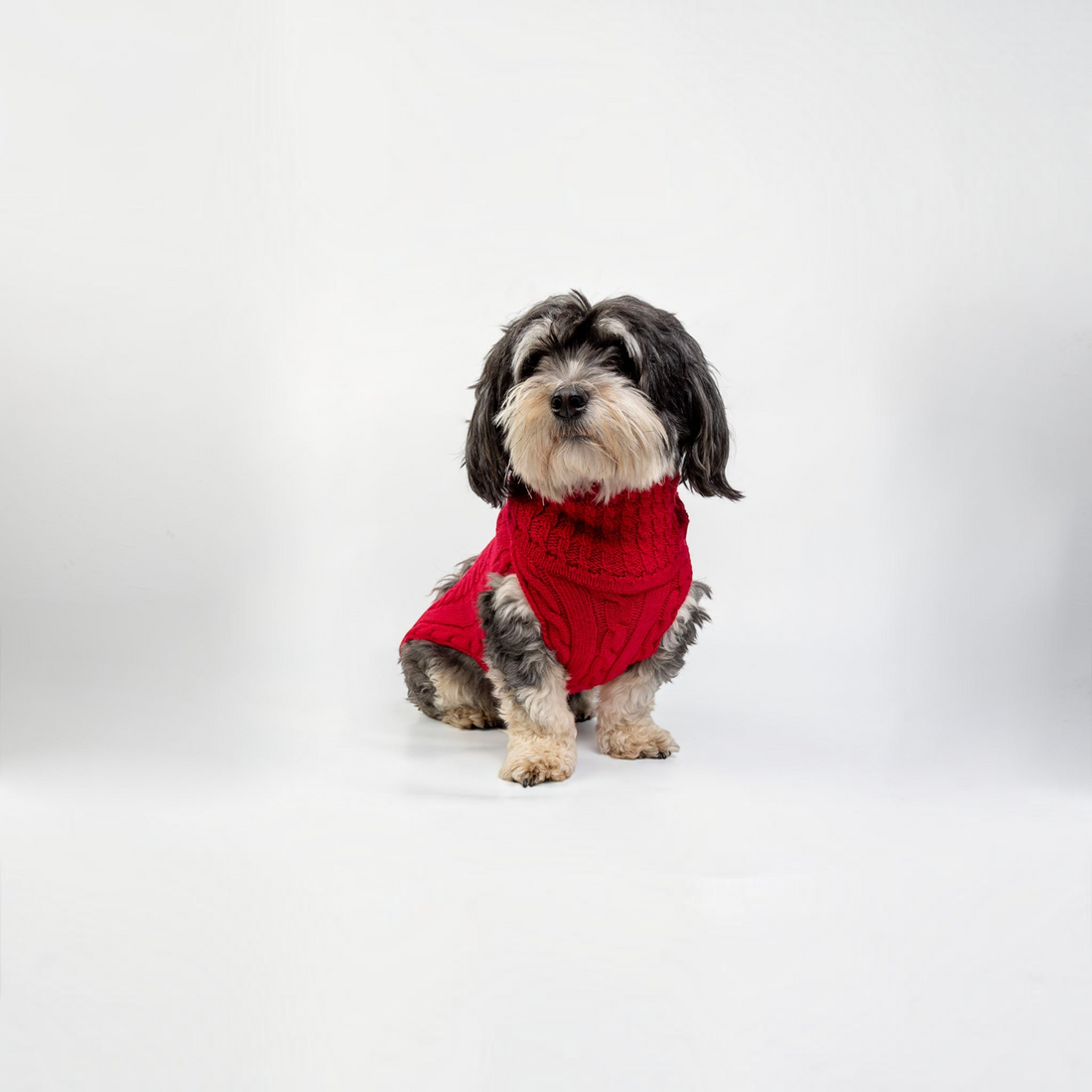 havaneser.shop Hundepullover aus roter Merinowolle mit Zopfmuster und hohem Kragen an einem Havaneser