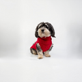 havaneser.shop Hundepullover aus roter Merinowolle mit Zopfmuster und hohem Kragen an einem Havaneser