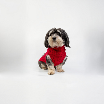 havaneser.shop Hundepullover aus roter Merinowolle mit Zopfmuster und hohem Kragen an einem Havaneser