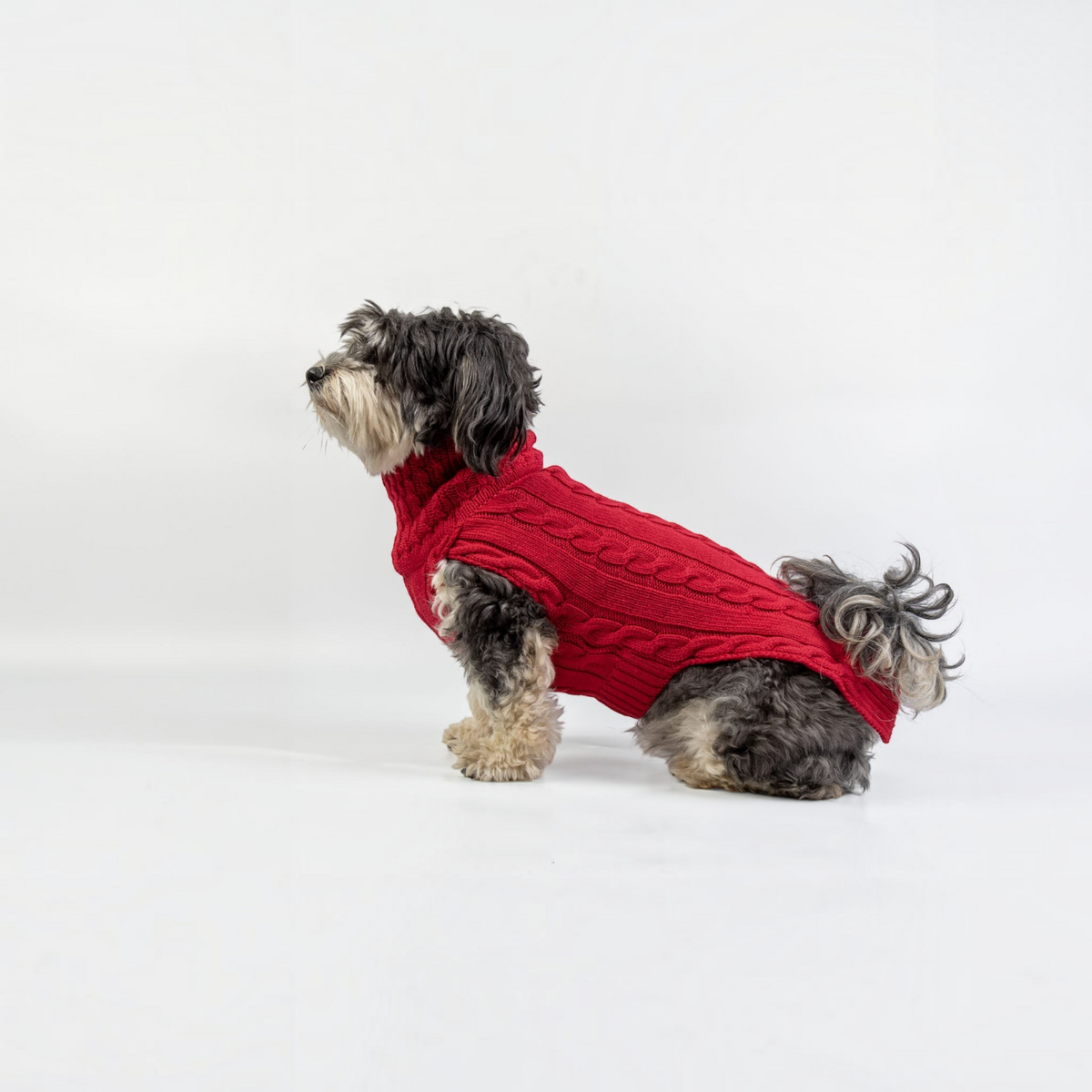 havaneser.shop Hundepullover aus roter Merinowolle mit Zopfmuster und hohem Kragen an einem Havaneser
