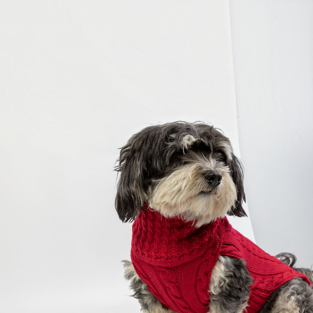 havaneser.shop Hundepullover aus roter Merinowolle mit Zopfmuster und hohem Kragen an einem Havaneser