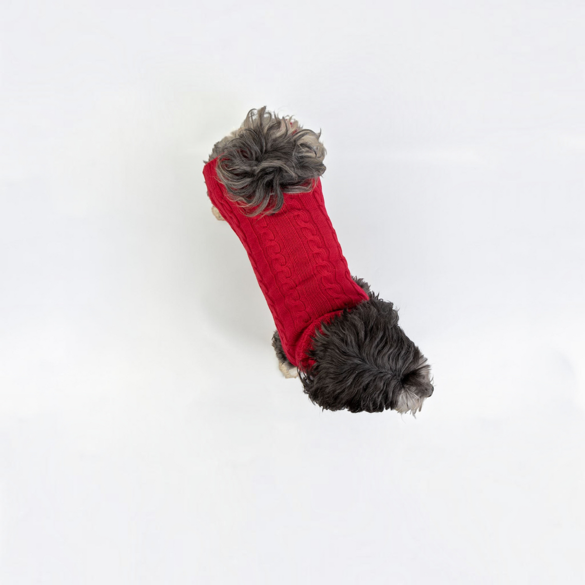 havaneser.shop Hundepullover aus roter Merinowolle mit Zopfmuster, getragen von einem kleinen Hund in der Draufsicht
