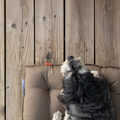 havaneser.shop orthopädisches Country Kissen in Braun mit liegendem Hund auf einer Holzterrasse