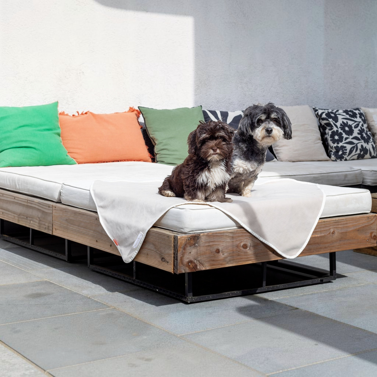 Zwei Havaneser Hunde sitzen auf einer beigen havaneser.shop Fleece-Kuscheldecke auf einem Outdoor-Sofa.
