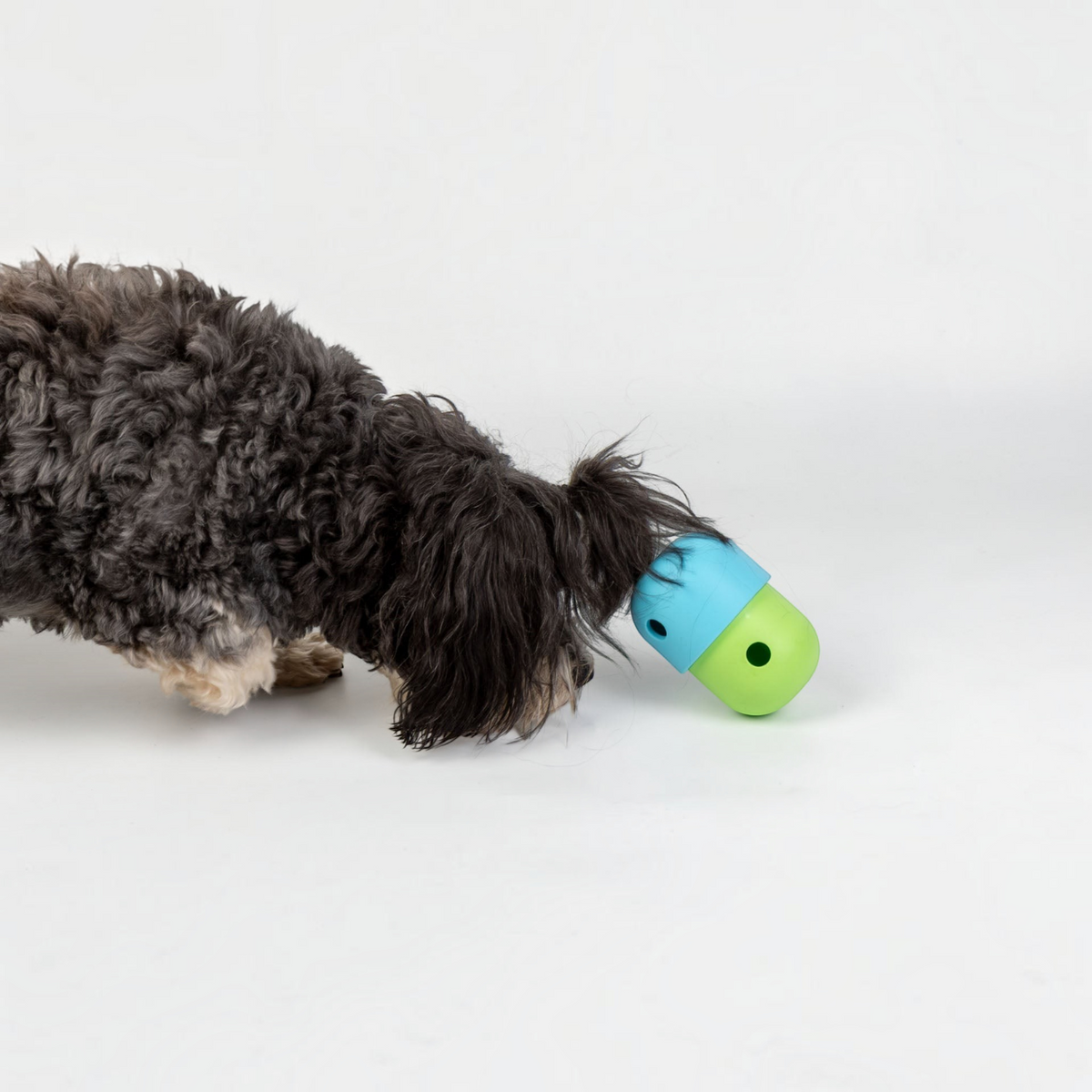 havaneser.shop Slow Munch Buddy Snackball in Blau und Grün, mit dem ein kleiner Hund auf weißem Hintergrund spielt